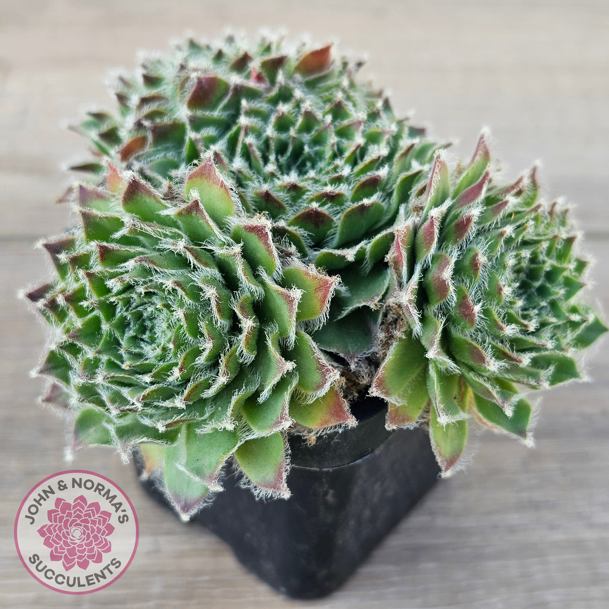 Sempervivum 'Skroki's Beauty'
