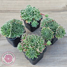 Sempervivum 'Skroki's Beauty'