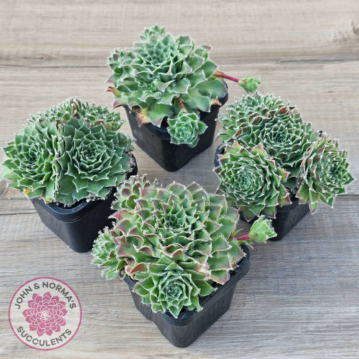 Sempervivum 'Skroki's Beauty'