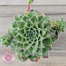 Sempervivum 'Skroki's Beauty'