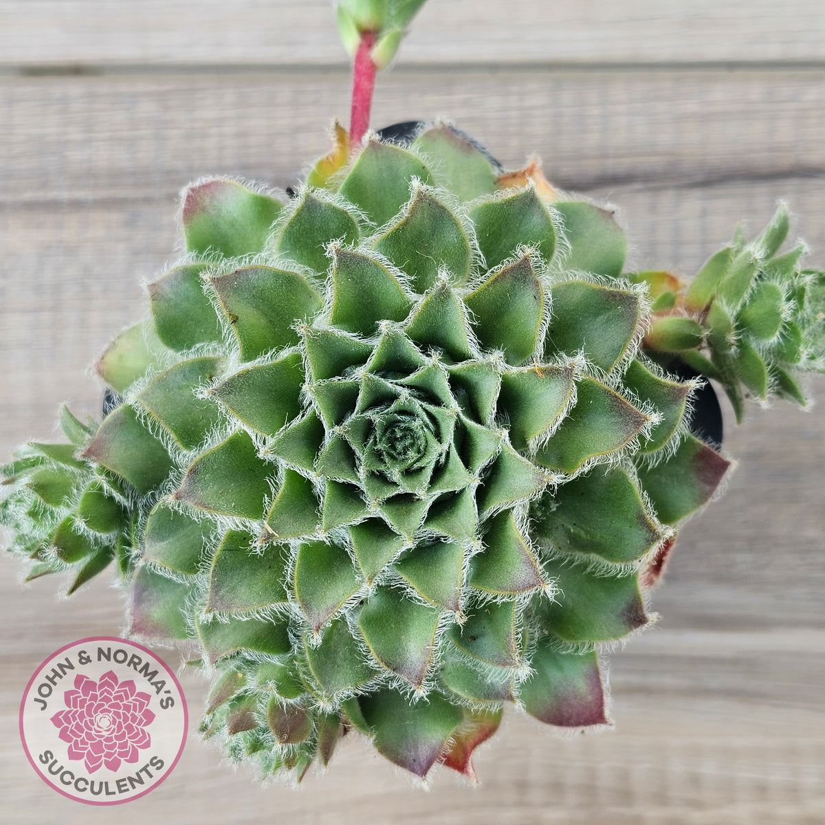 Sempervivum 'Skroki's Beauty'