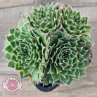 Sempervivum 'Skroki's Beauty'