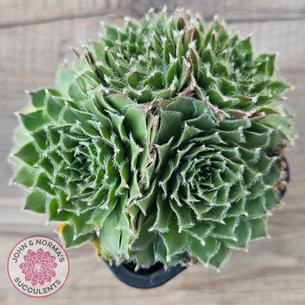 Sempervivum 'Skroki's Beauty'