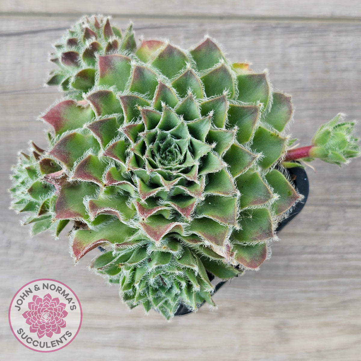 Sempervivum 'Skroki's Beauty'