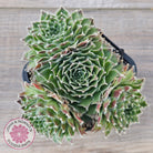 Sempervivum 'Skroki's Beauty'