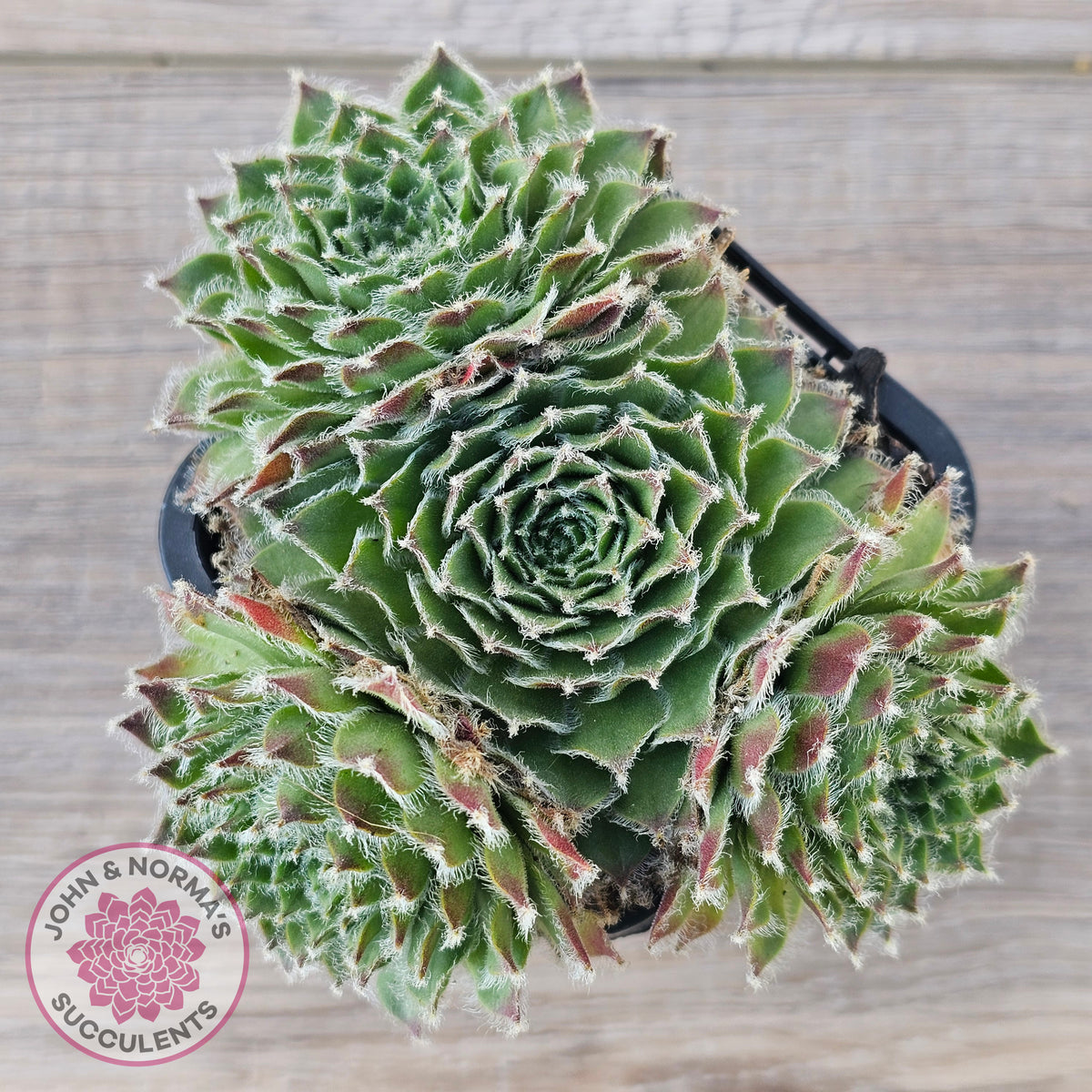 Sempervivum 'Skroki's Beauty'