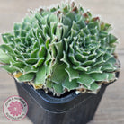 Sempervivum 'Skroki's Beauty'
