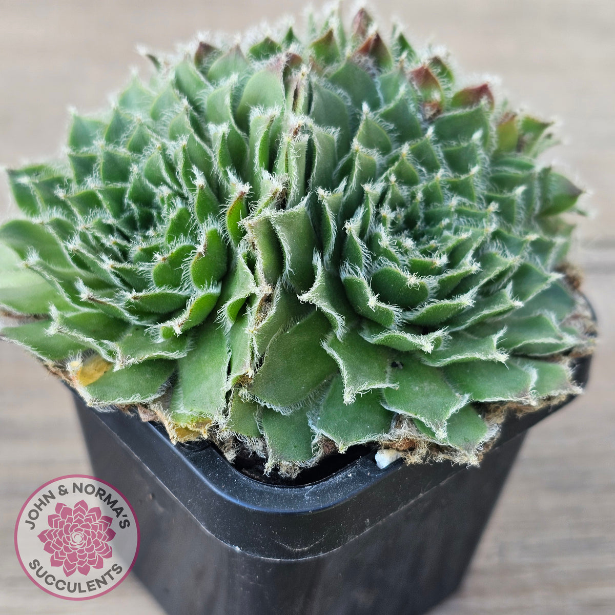 Sempervivum 'Skroki's Beauty'