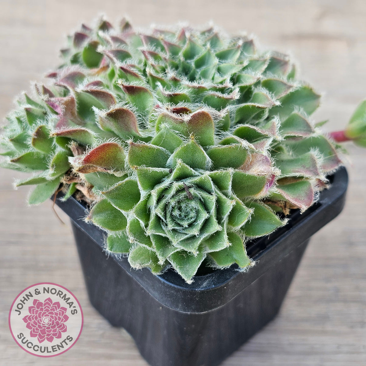 Sempervivum 'Skroki's Beauty'