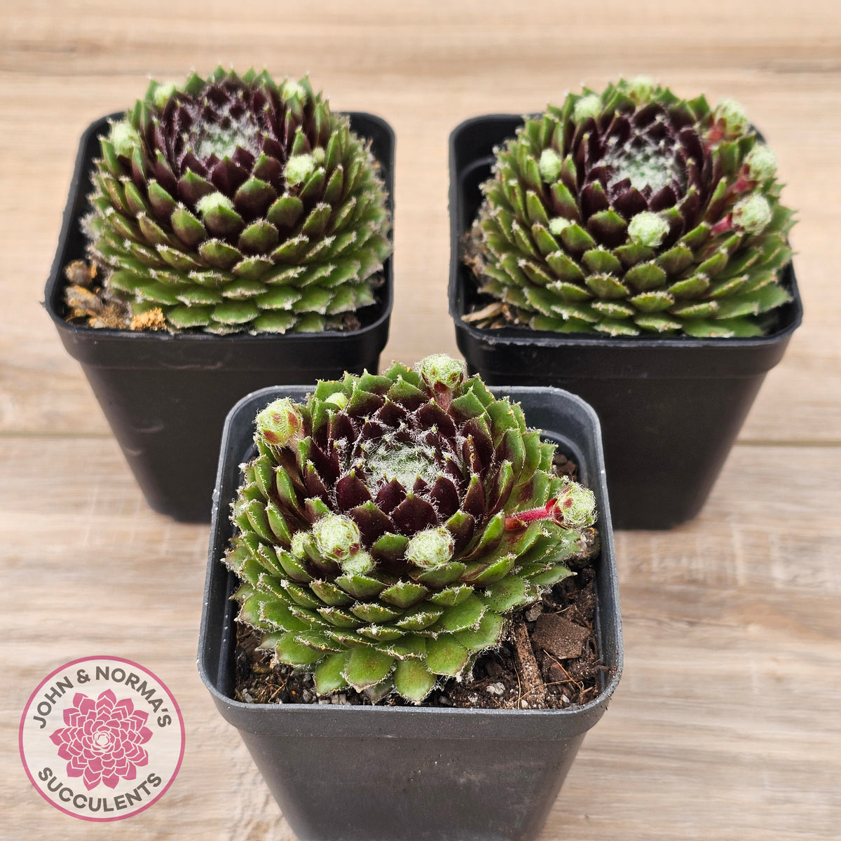 Sempervivum 'Spring Beauty'