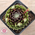 Sempervivum 'Spring Beauty'