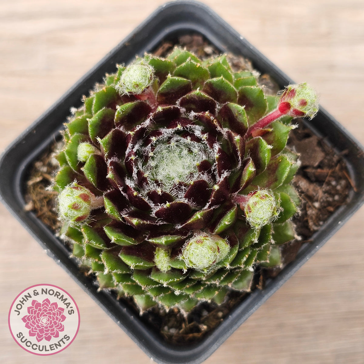 Sempervivum 'Spring Beauty'