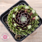 Sempervivum 'Spring Beauty'