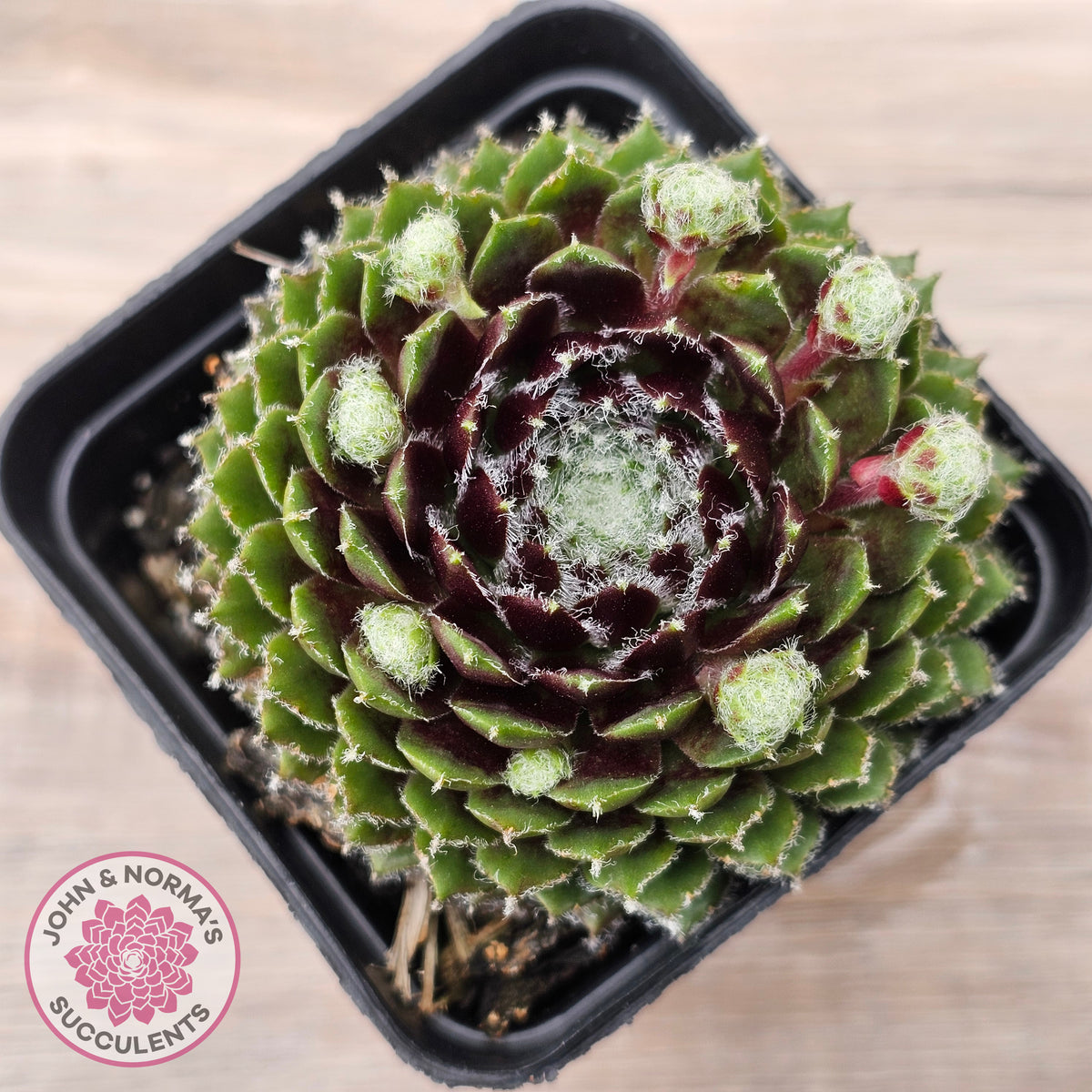 Sempervivum 'Spring Beauty'