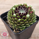 Sempervivum 'Spring Beauty'