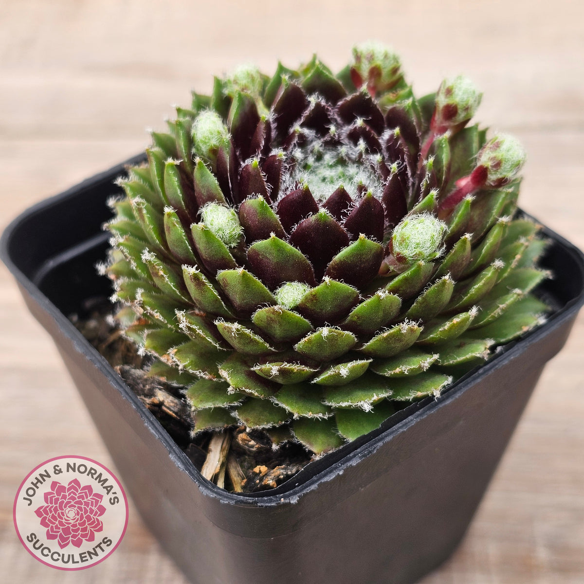 Sempervivum 'Spring Beauty'