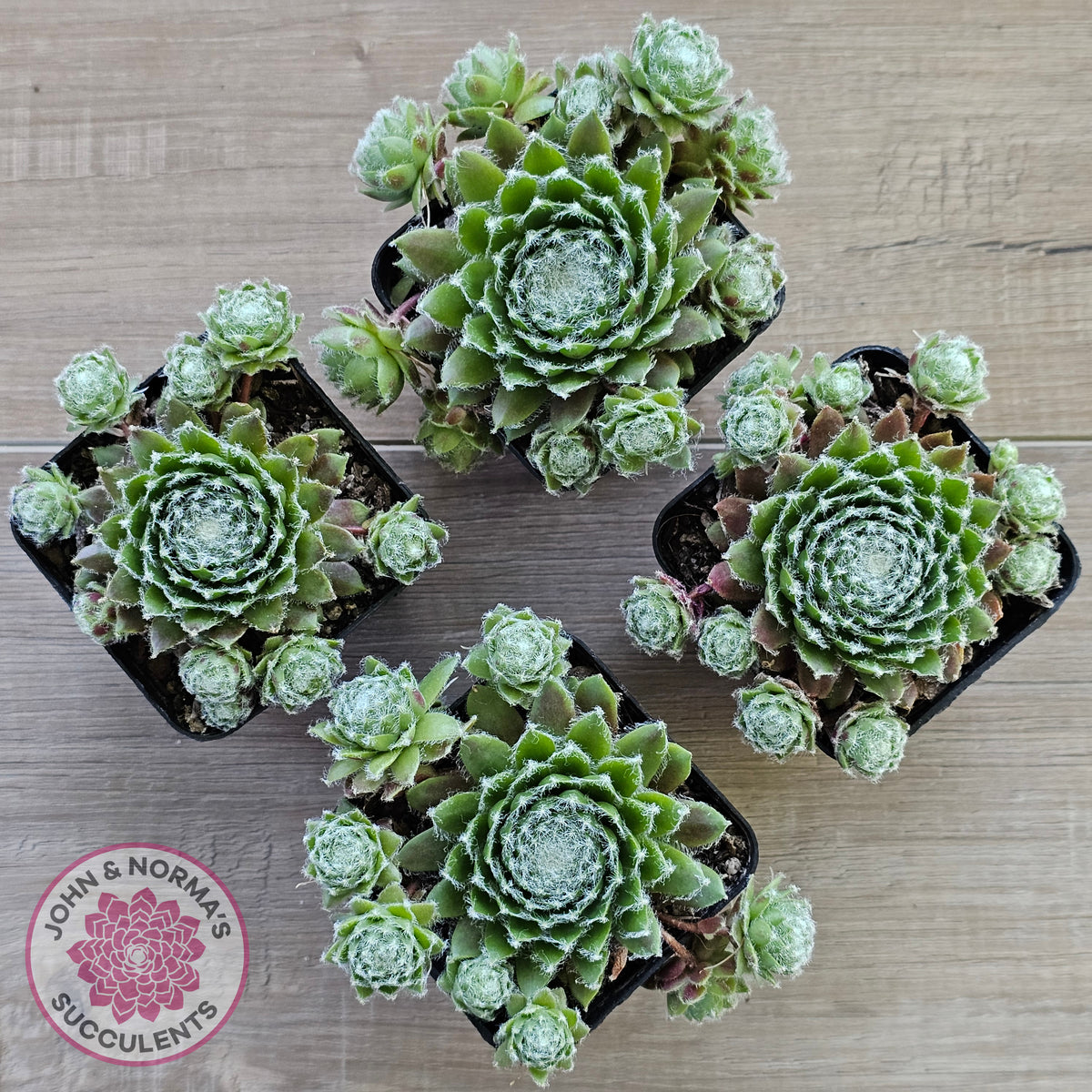 Sempervivum 'Spring Beauty'