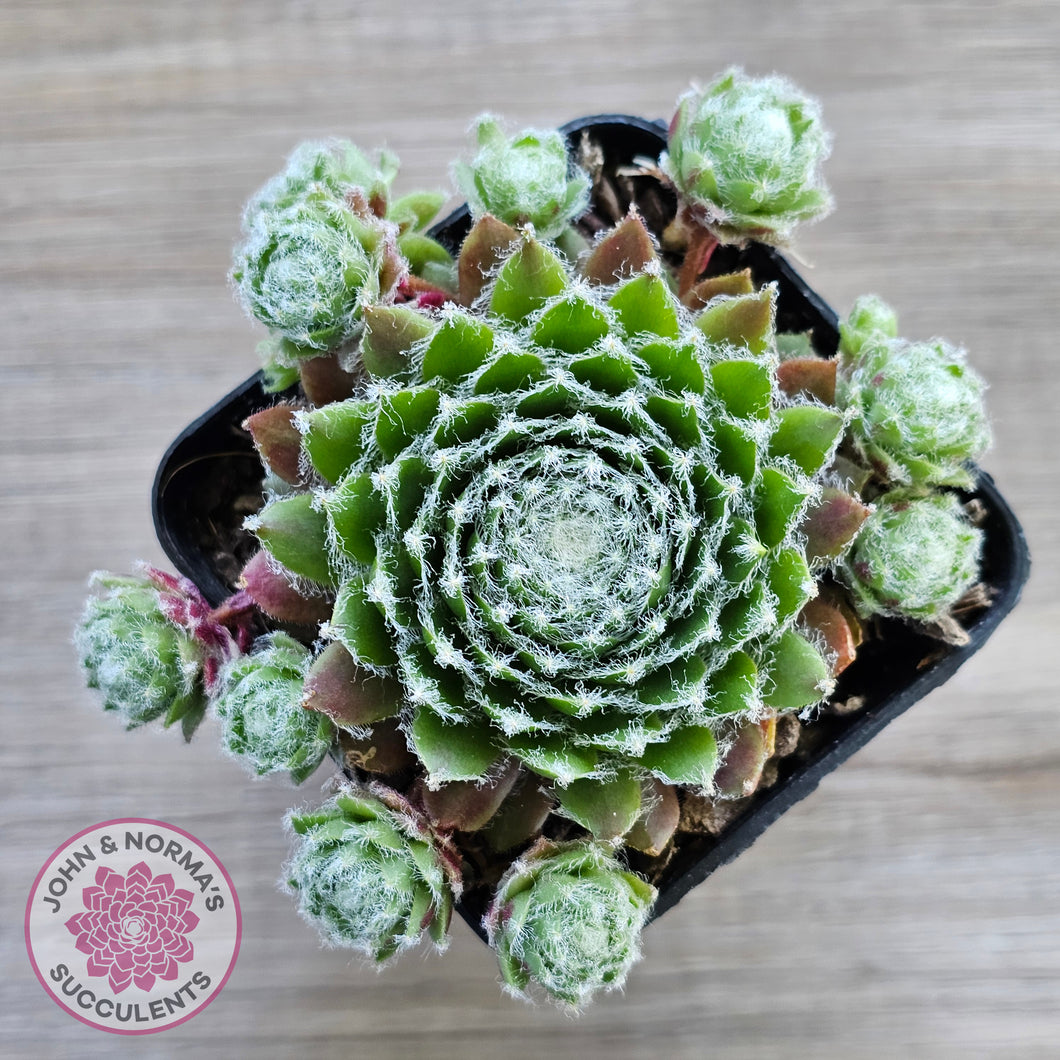 Sempervivum 'Spring Beauty'