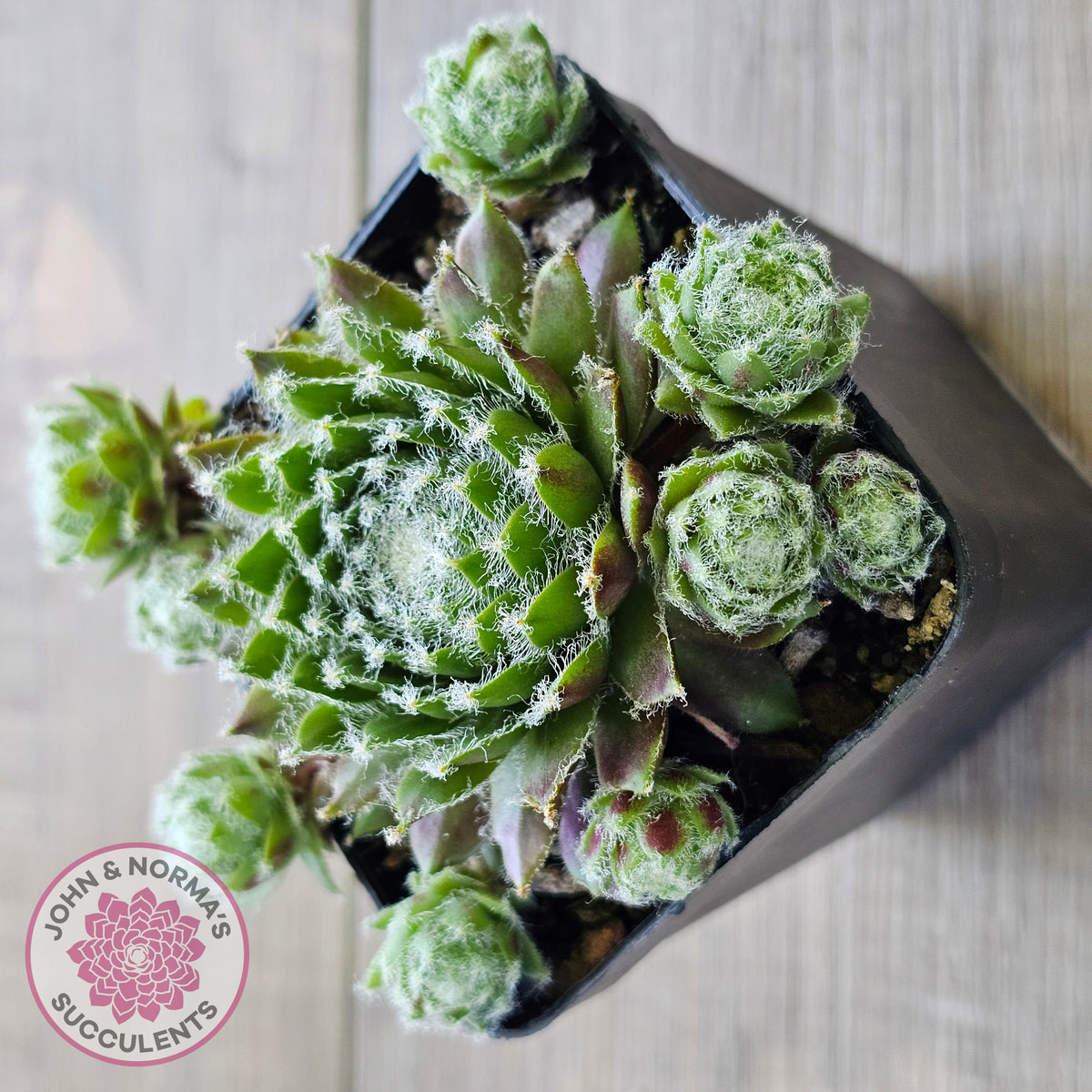 Sempervivum 'Spring Beauty'