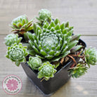 Sempervivum 'Spring Beauty'