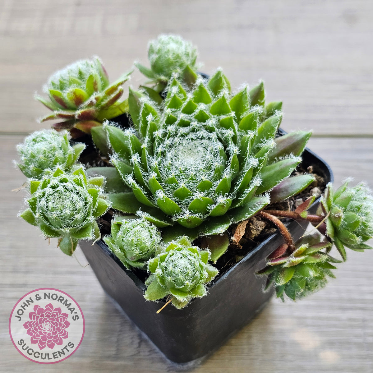 Sempervivum 'Spring Beauty'