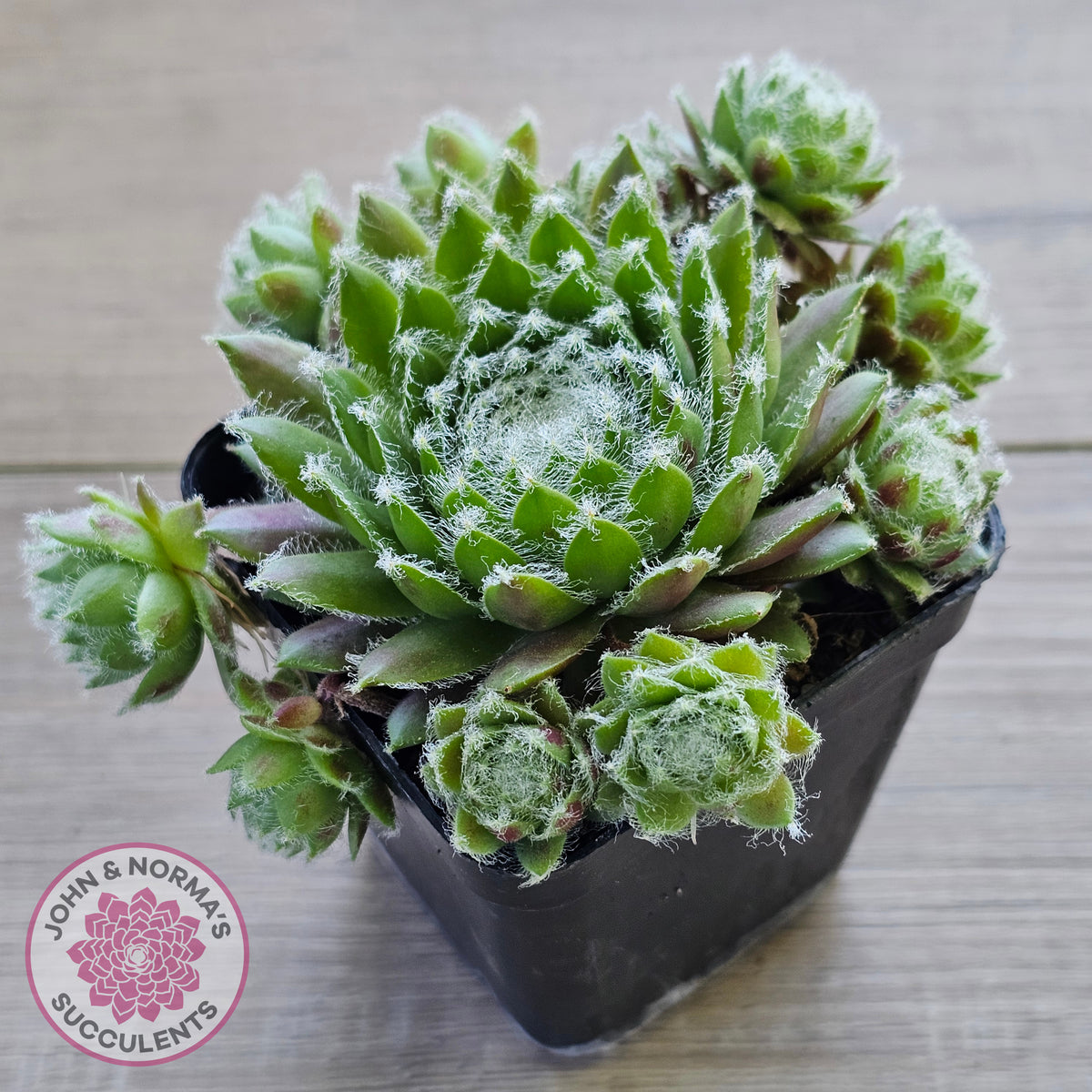 Sempervivum 'Spring Beauty'