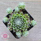 Sempervivum 'Spring Beauty'