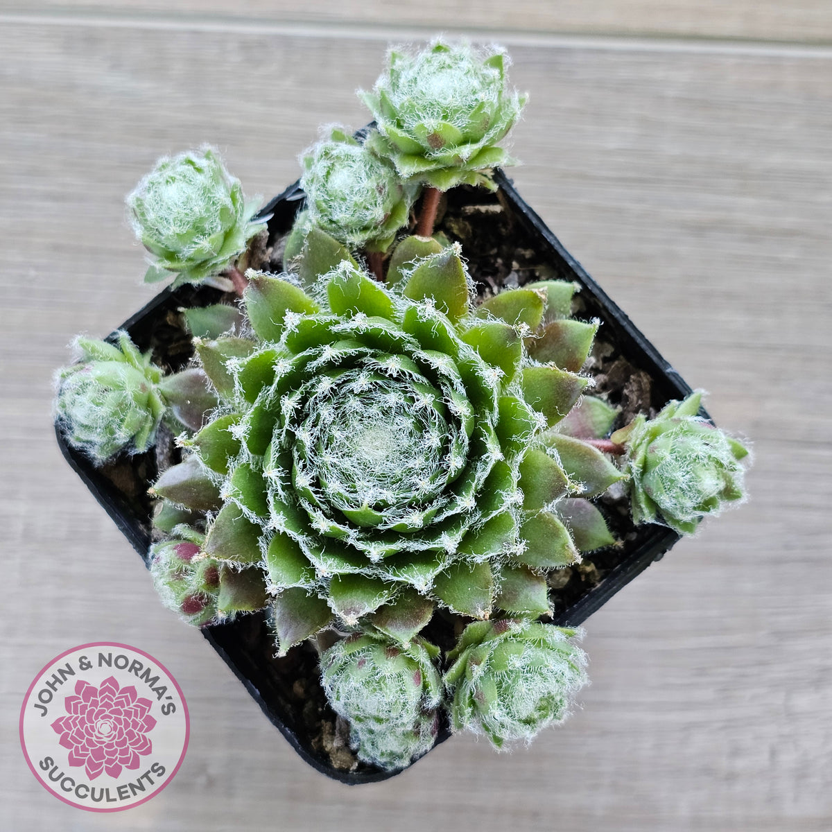 Sempervivum 'Spring Beauty'
