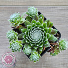 Sempervivum 'Spring Beauty'