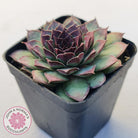 Sempervivum tectorum 'Bronco'