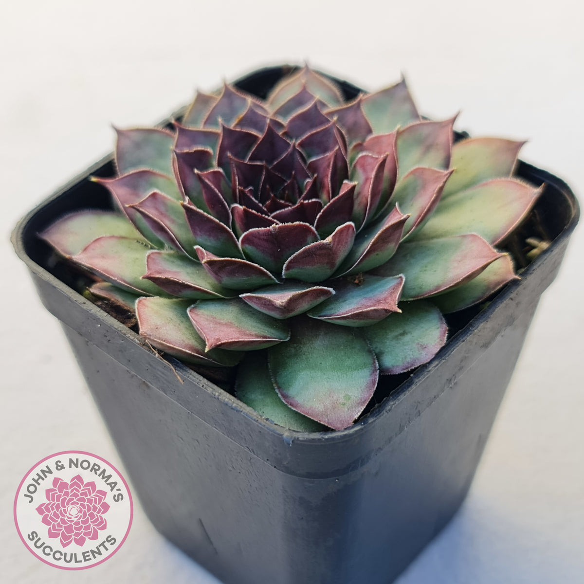 Sempervivum tectorum 'Bronco'