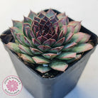 Sempervivum tectorum 'Bronco'