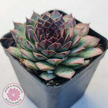 Load image into Gallery viewer, Sempervivum tectorum &#39;Bronco&#39;
