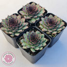 Sempervivum tectorum 'Bronco'