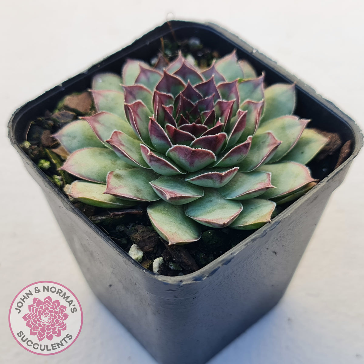 Sempervivum tectorum 'Bronco'