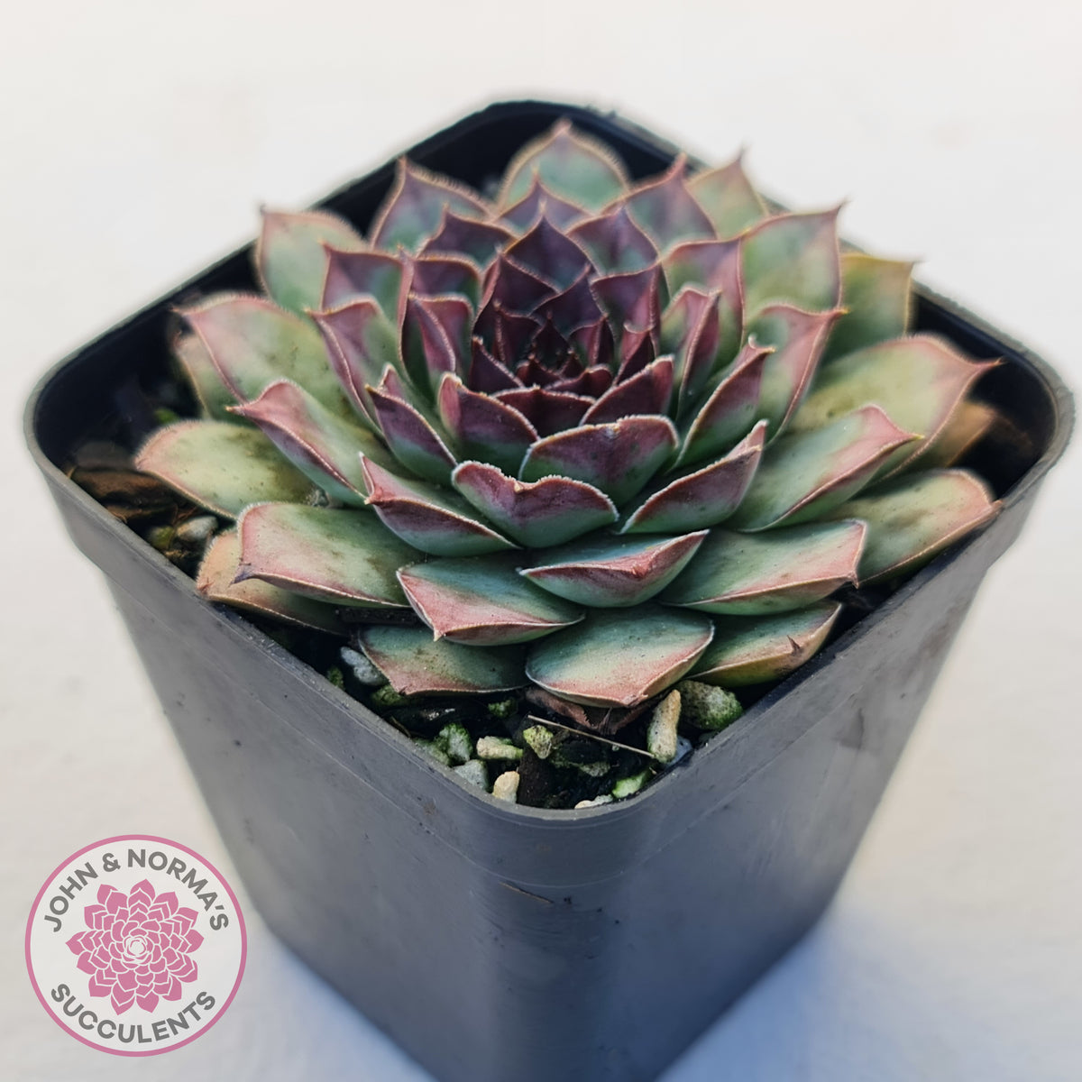 Sempervivum tectorum 'Bronco'