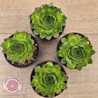 Sempervivum 'Tectorum Jade'