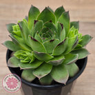 Sempervivum 'Tectorum Jade'