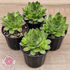 Sempervivum 'Tectorum Jade'