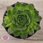 Sempervivum 'Tectorum Jade'