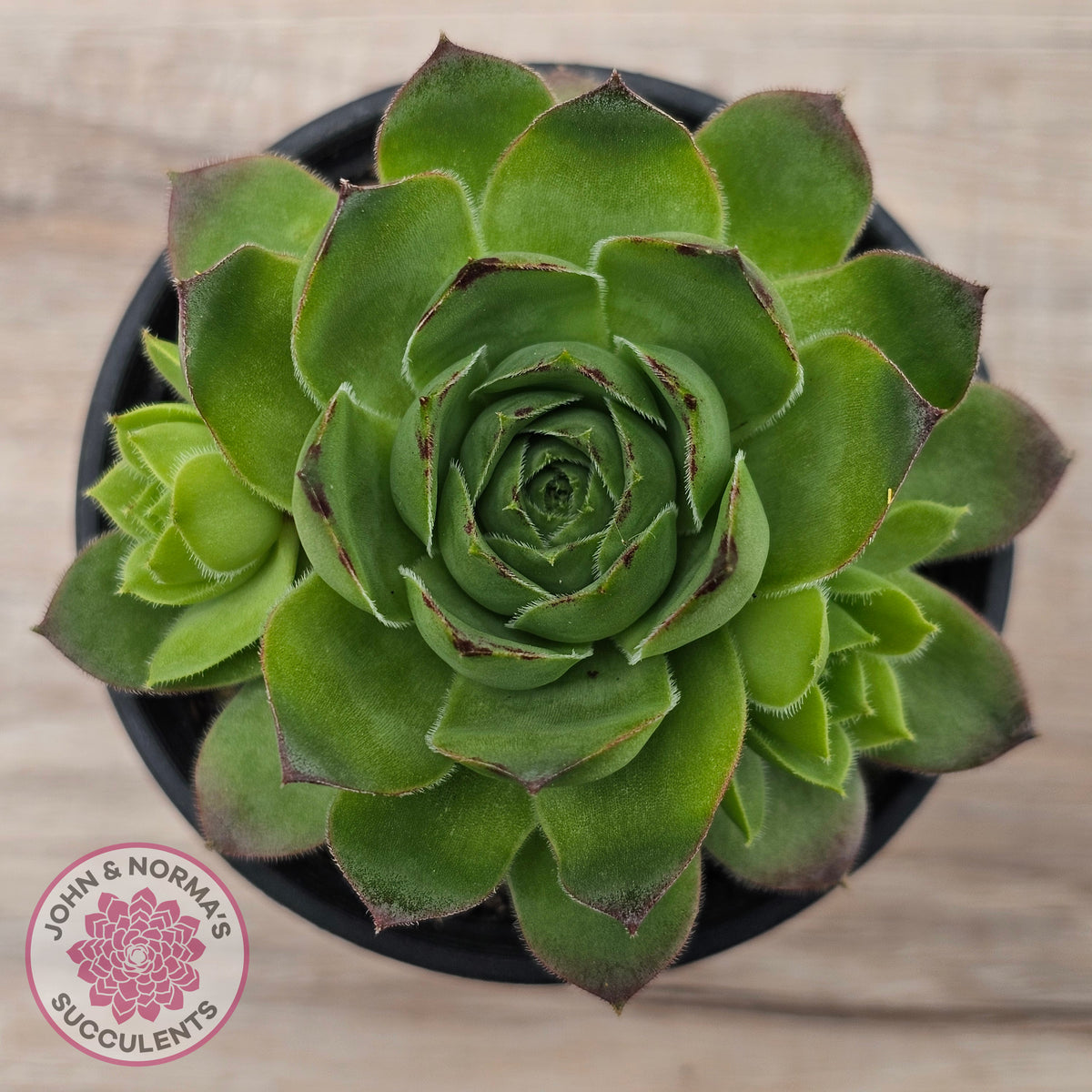 Sempervivum 'Tectorum Jade'