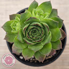 Sempervivum 'Tectorum Jade'