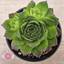 Load image into Gallery viewer, Sempervivum &#39;Tectorum Jade&#39;
