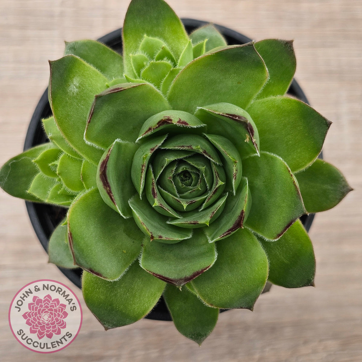 Sempervivum 'Tectorum Jade'