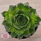 Sempervivum 'Tectorum Jade'