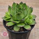 Sempervivum 'Tectorum Jade'
