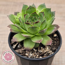 Load image into Gallery viewer, Sempervivum &#39;Tectorum Jade&#39;
