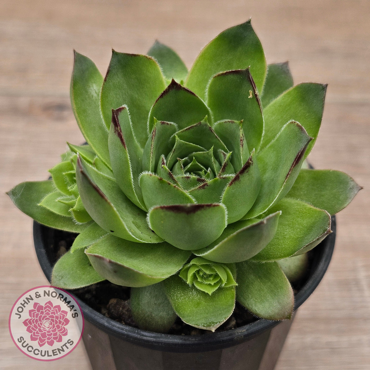 Sempervivum 'Tectorum Jade'