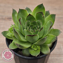 Load image into Gallery viewer, Sempervivum &#39;Tectorum Jade&#39;
