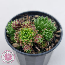 Load image into Gallery viewer, Sempervivum &#39;Tiny Tots&#39;
